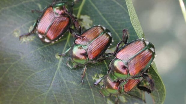 invasive-japanese-beetles-found-outside-downtown-core-in-kamloops
