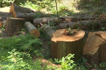 vancouver-park-board-staff-get-approval-to-advance-stanley-park-tree-removal
