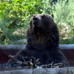 a-20th-birthday-celebration-for-bear-brothers-at-the-saskatoon-forestry-farm-and-zoo