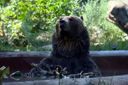 a-20th-birthday-celebration-for-bear-brothers-at-the-saskatoon-forestry-farm-and-zoo