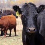 smoky-conditions-and-hot-weather-impacting-manitoba’s-agricultural-producers