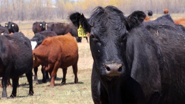 smoky-conditions-and-hot-weather-impacting-manitoba’s-agricultural-producers