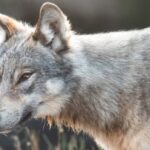 rare-encounters-with-k-country-wolf-surprise-visitors,-make-alberta-parks-staff-wary