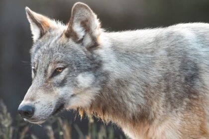 rare-encounters-with-k-country-wolf-surprise-visitors,-make-alberta-parks-staff-wary
