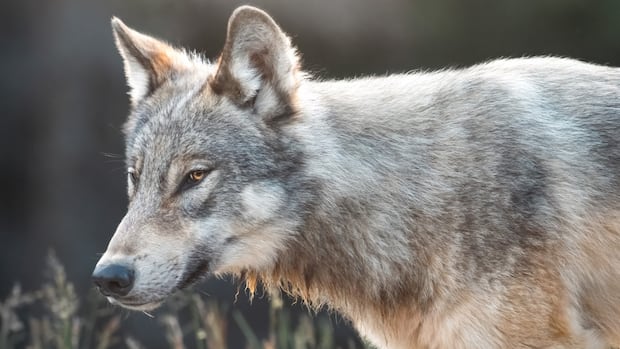 rare-encounters-with-k-country-wolf-surprise-visitors,-make-alberta-parks-staff-wary