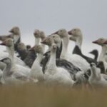 7-nunavut-bird-sanctuaries-have-inuktitut-place-names-restored