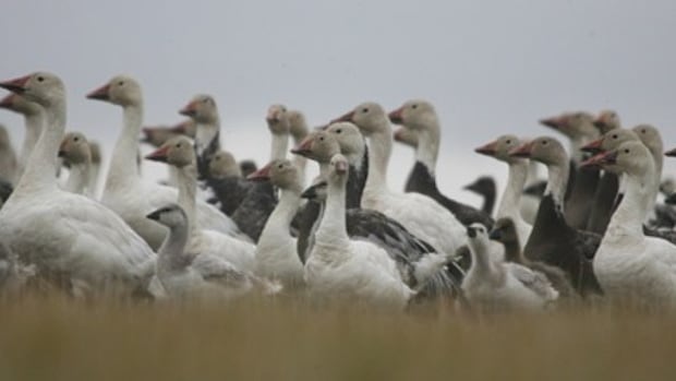 7-nunavut-bird-sanctuaries-have-inuktitut-place-names-restored