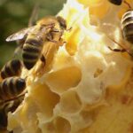 could-honeybees-help-us-understand-fasd?-this-saskatoon-researcher-watches-hives-for-clues