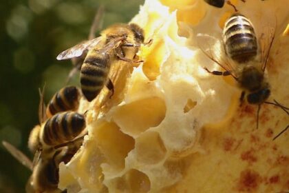could-honeybees-help-us-understand-fasd?-this-saskatoon-researcher-watches-hives-for-clues