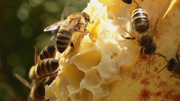 could-honeybees-help-us-understand-fasd?-this-saskatoon-researcher-watches-hives-for-clues
