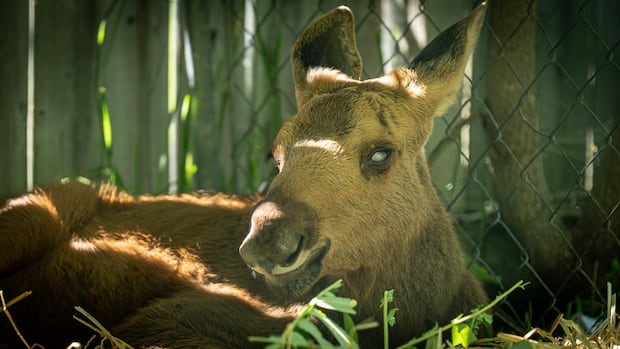 toronto-zoo-to-take-in-blind,-baby-moose-after-province-approves-transfer-from-ottawa