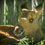 toronto-zoo-to-take-in-blind-baby-moose-after-province-approves-transfer-from-ottawa