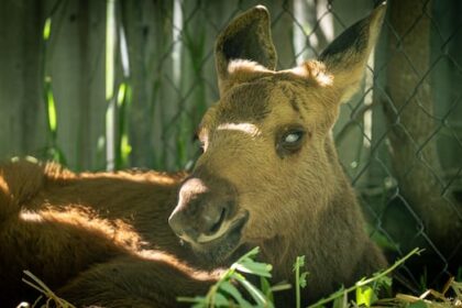 toronto-zoo-to-take-in-blind-baby-moose-after-province-approves-transfer-from-ottawa