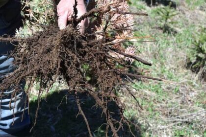 christmas-tree-growers-keep-watchful-eye-on-spread-of-dangerous-mould