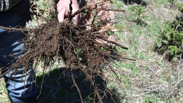 christmas-tree-growers-keep-watchful-eye-on-spread-of-dangerous-mould