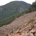clearcutting-tied-to-18-fold-increase-in-flood-risk:-ubc-study