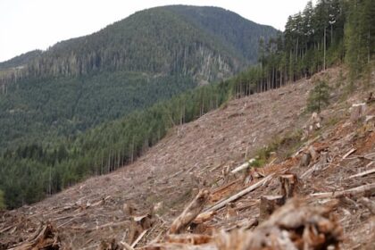clearcutting-tied-to-18-fold-increase-in-flood-risk:-ubc-study