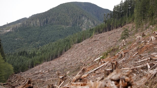 clearcutting-tied-to-18-fold-increase-in-flood-risk:-ubc-study