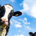 what-the-us.-dairy-industry-really-wants-from-canada
