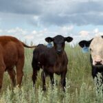 udderly-relaxed:-how-massaging-newborn-calves-might-make-them-heavier,-healthier