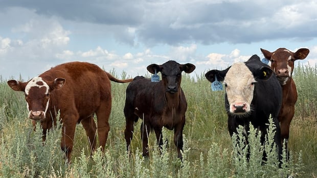 udderly-relaxed:-how-massaging-newborn-calves-might-make-them-heavier,-healthier