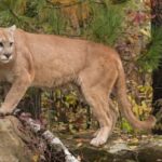 man-punches-cougar-in-face,-deters-attack-near-smithers,-bc.
