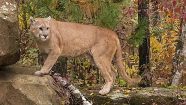 man-punches-cougar-in-face,-deters-attack-near-smithers,-bc.