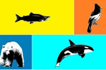 search-for-bc.’s-best-symbol:-animal-semifinals
