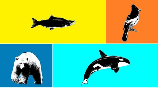 search-for-bc.’s-best-symbol:-animal-semifinals
