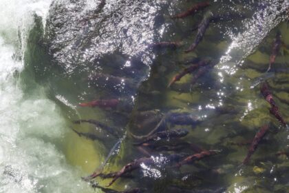 please-only-take-what-you-need:-ona-warns-of-low-sockeye-returns,-asks-fishers-to-limit-catch