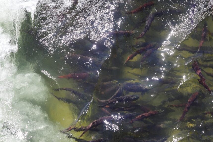 please-only-take-what-you-need:-ona-warns-of-low-sockeye-returns,-asks-fishers-to-limit-catch