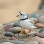 a-record-year-for-great-lakes-piping-plovers