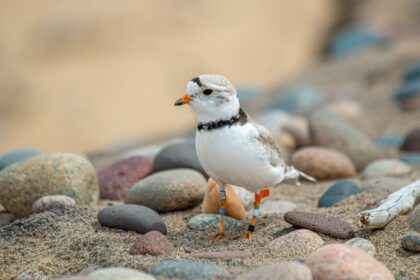 a-record-year-for-great-lakes-piping-plovers