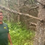 surge-of-spruce-bark-beetle-in-fiona-weakened-trees-keeping-pei.-removal-companies-busy