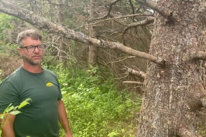 surge-of-spruce-bark-beetle-in-fiona-weakened-trees-keeping-pei.-removal-companies-busy