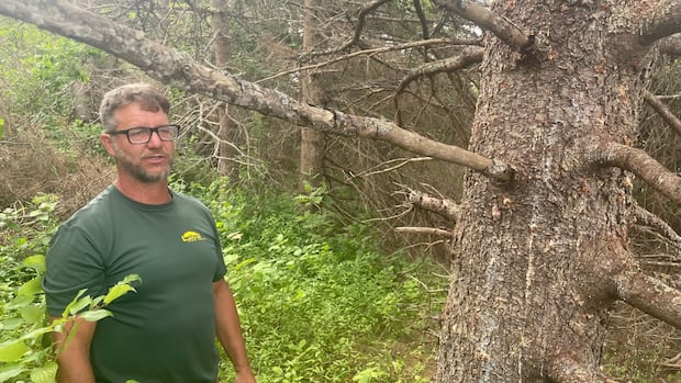 surge-of-spruce-bark-beetle-in-fiona-weakened-trees-keeping-pei.-removal-companies-busy
