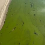 swimmers-warned-of-algae-blooms,-e.-coli-at-manitoba-beaches-ahead-of-long-weekend