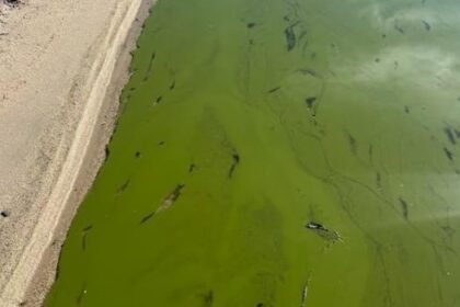 swimmers-warned-of-algae-blooms,-e.-coli-at-manitoba-beaches-ahead-of-long-weekend