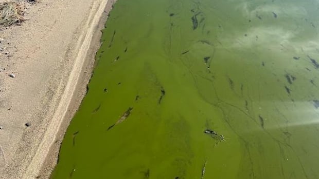 swimmers-warned-of-algae-blooms,-e.-coli-at-manitoba-beaches-ahead-of-long-weekend