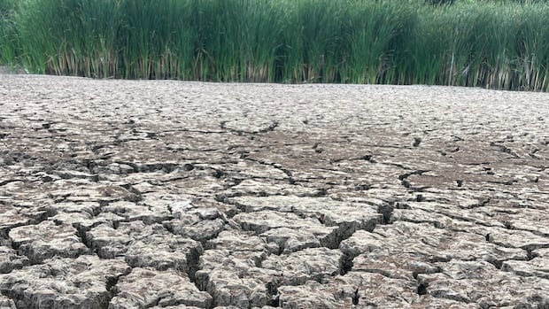 ‘an-incredibly-sobering-sight’:-man-snaps-photos-of-bone-dry-marsh-in-parched-ns.