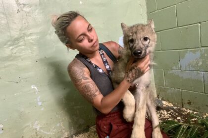 cape-breton-wildlife-park-welcomes-four-new-cubs-to-its-wolf-pack