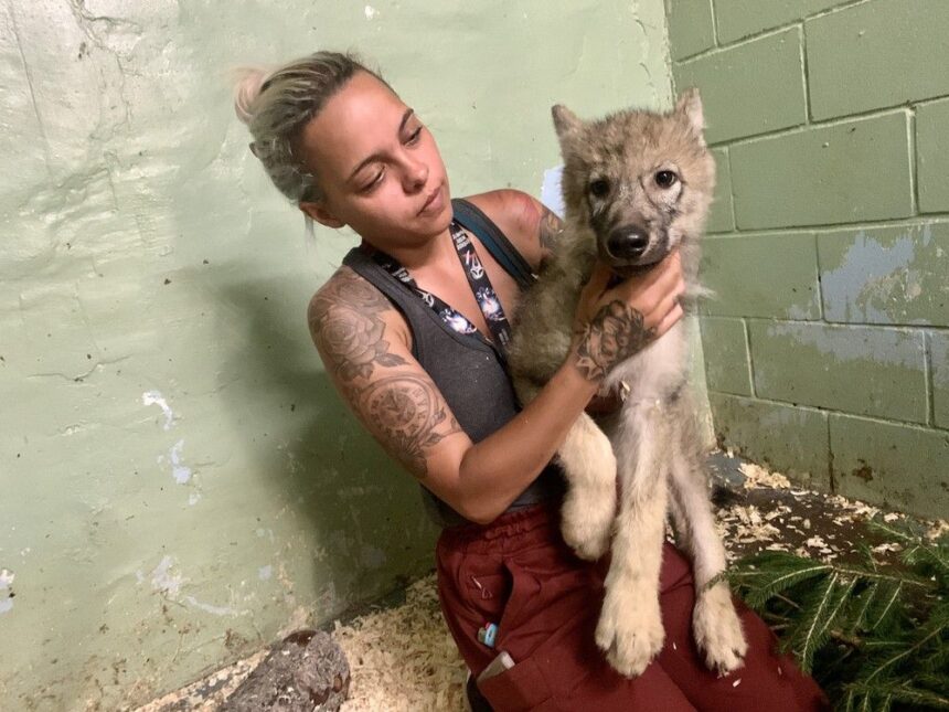cape-breton-wildlife-park-welcomes-four-new-cubs-to-its-wolf-pack