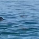shark-tales:-what-locals-saw,-or-didn’t-see,-during-passamaquoddy-bay-white-shark-week