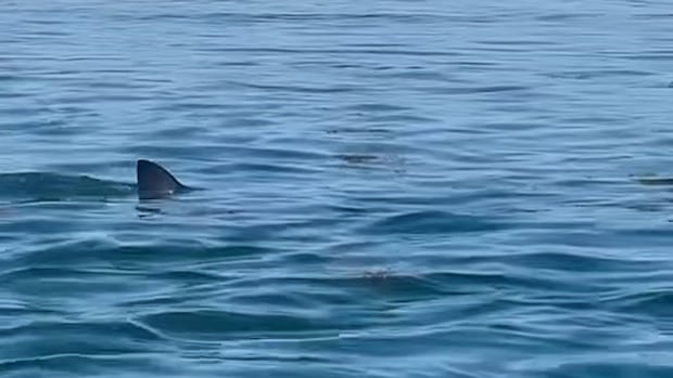 shark-tales:-what-locals-saw,-or-didn’t-see,-during-passamaquoddy-bay-white-shark-week