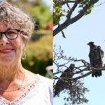 meet-‘nana’s-boys’:-3-bald-eagles-who-live-on-ns.-woman’s-roof