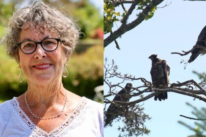 meet-‘nana’s-boys’:-3-bald-eagles-who-live-on-ns.-woman’s-roof
