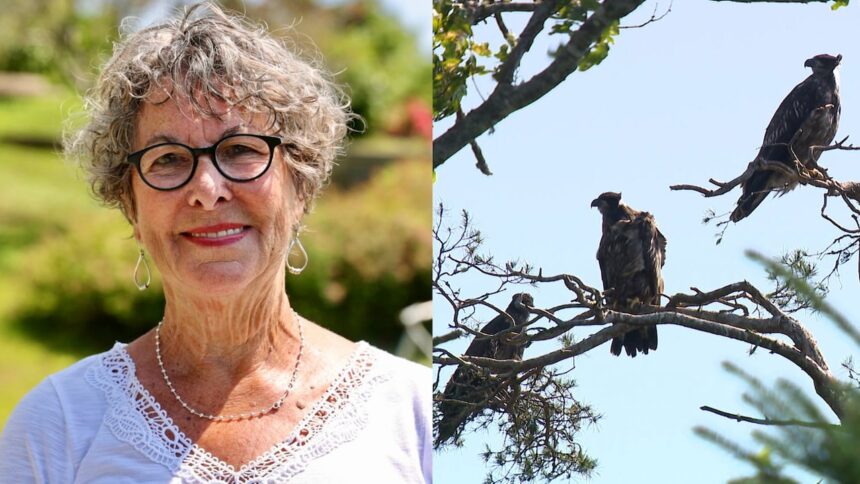 meet-‘nana’s-boys’:-3-bald-eagles-who-live-on-ns.-woman’s-roof