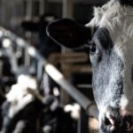 dairy-industry-falls-under-cusma,-but-trump-has-called-that-deal-unfair