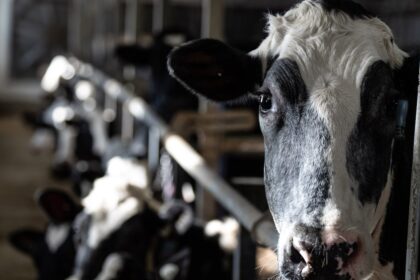 dairy-industry-falls-under-cusma,-but-trump-has-called-that-deal-unfair