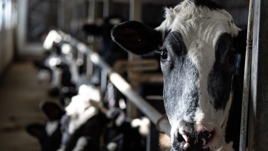 dairy-industry-falls-under-cusma,-but-trump-has-called-that-deal-unfair